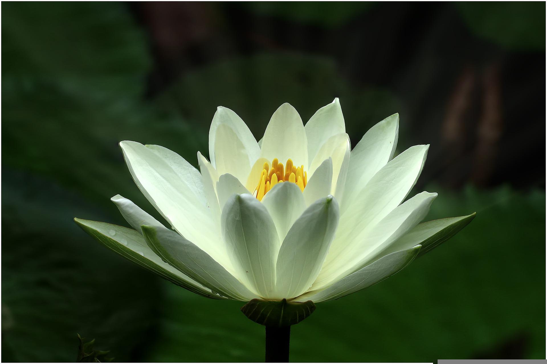 lotus bien être zen Thérèse Mainguy